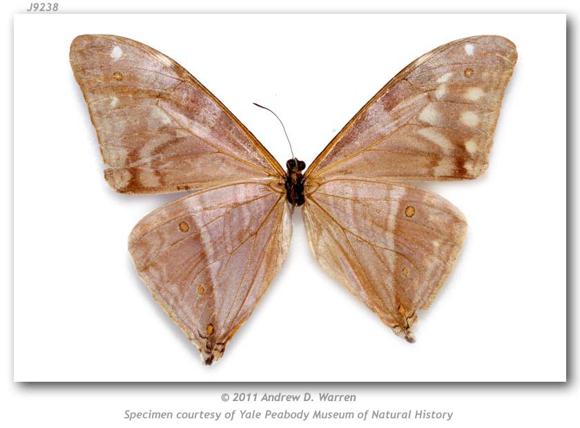 Morpho aega (mosaic gynandromorph, verso, Santa Catarina, Brazil, 4-1955 PMNH 2) (Internet Image property of respective owner, non-commercial use only)